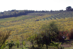 Castello di Bossi Vineyard