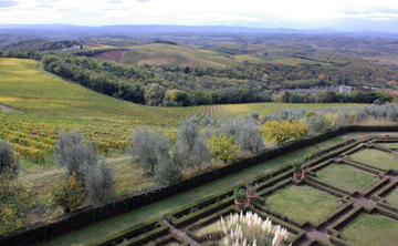 vineyards at Castello di Brolio