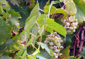 Vernaccia grape