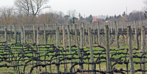 San Simone Winery