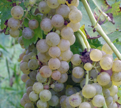 Kentucky grapes