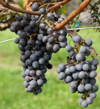 Kentucky grapes