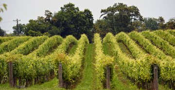 Big Cork Vineyards