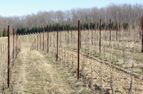 Black Ankle Vineyard