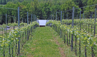 Catoctin Breeze Vineyards