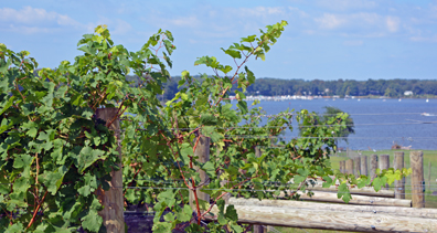 Chateau Bu-De Winery and Vineyard