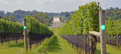 Chateau Bu-De Winery and Vineyard