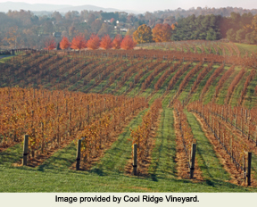 Cool Ridge Vineyard