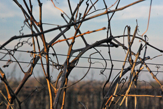 Crow Farm and Vineyard