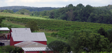 Galloping Goose Vineyards