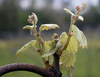 Mazzaroth Vineyard