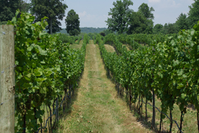 vineyards at Sugarloaf Mountain Vineyard