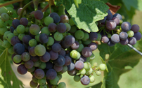 grapes