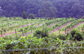 vineyard at Terrapin Station Winery