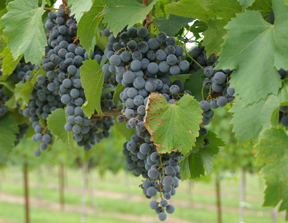 vineyard at Terrapin Station Winery
