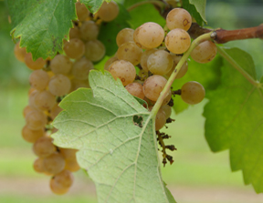 vineyard at Terrapin Station Winery