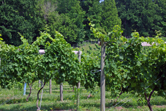 Thanksgiving Farm Wines