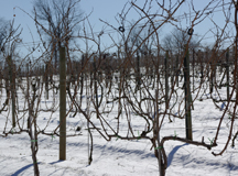 grape vines in the winter