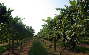 grape vines in the late summer