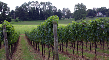 Harford Vineyard & Winery