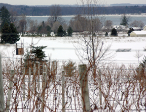 Bowers Harbor Vineyards