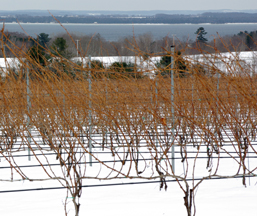 Brys Estate vineyards