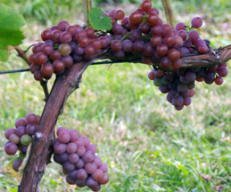 Ciccone Vineyard and Winery