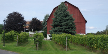 Ciccone Vineyard and Winery