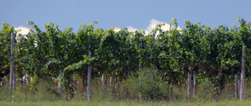 Circa Estate Winery