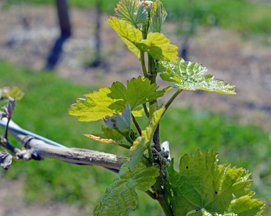 Dablon Winery and Vineyard