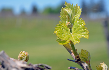 Fenn Valley Vineyards Wine Cellar