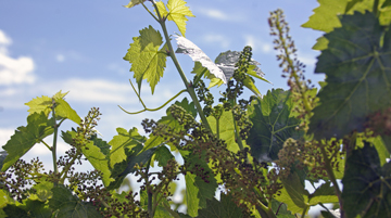 Lemon Creek Winery and Fruit Farm