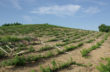 vineyards at Lone Oak Vineyard Estate