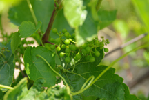 vineyard at Sandhill Crane Vineyards