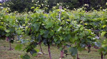 Cava Winery and Vineyard