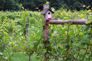 Ventimiglia Vineyard