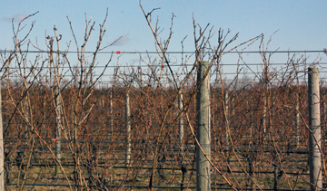 Baiting Hollow Farm Vineyard