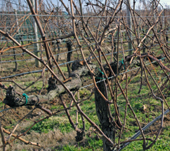 Clovis Point Vineyard and Winery