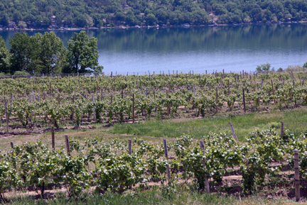 Finger Lakes Wine Region