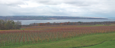 Lamoureaux Landing Wine Cellars