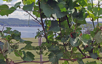 New York's Finger Lakes Wine Region