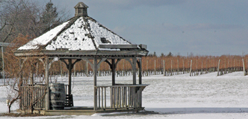 Osprey's Dominion Vineyards