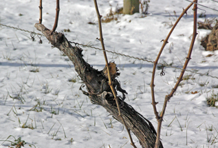 Peconic Bay Winery