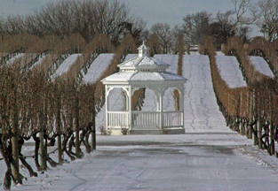 Pellegrini Vineyards