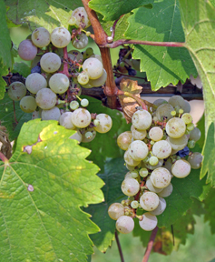 Riesling grapes