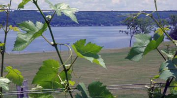 Sheldrake Point Vineyard