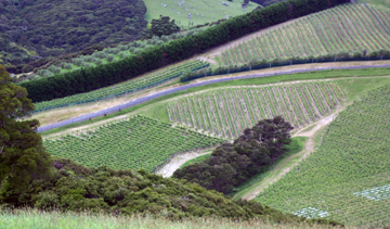 Destiny Bay Vineyards