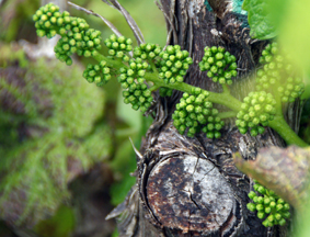 Destiny Bay Vineyards