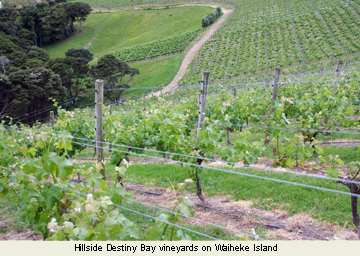 The Specialist Winegrowers of New Zealand