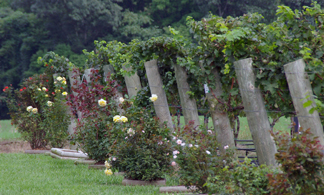 Buck Shoals Vineyard & Winery